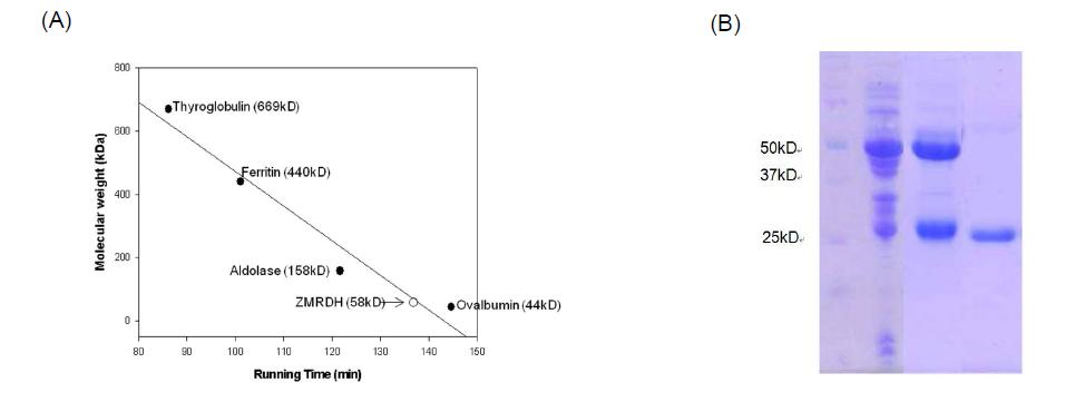 Determination of the molecular mass of Z . mobilis RDH.