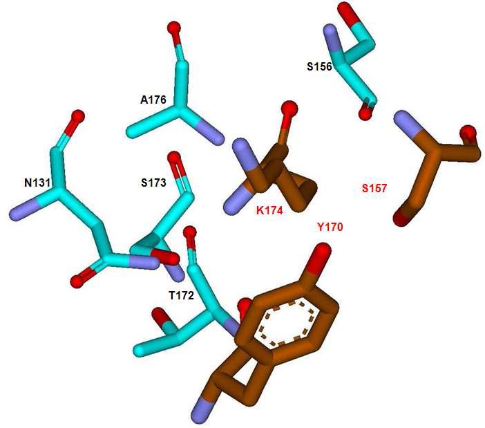 Conserved homologous residues (blue) around the catalytic amino acids (brown color) in the substrate binding pocket within 4.5A.