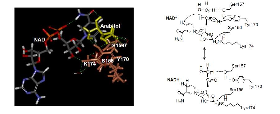 The active site (structure model) of Z. mobilis LAD bound with arabitol substrate and NAD cofactor. L-Arabitol was docked into the substrate binding pocket of wild-type Z. mobilis LAD. Green dotted line represents the H-bond.