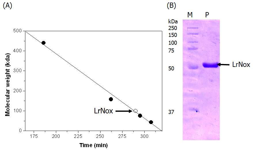 Determination of molecular mass of L. rhamnosus Nox by SDS-PAGE and gel filtration chromatography.