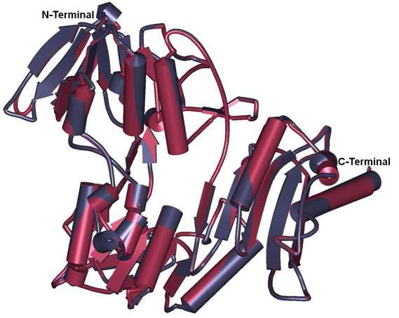 Superimposed NOX homology 3D structure of Lactobacillus sanfranciscensis water-forming NAD(P)H oxidase (violet color, 2CDU), Lactobacillus rhamnosus water-forming NAD(P)H oxidase (pink color).