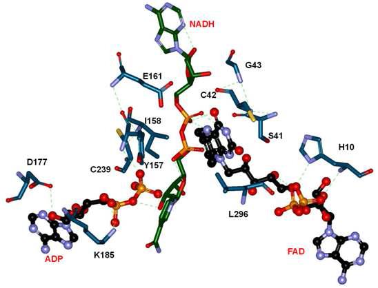 Substrate NADH binding, interaction in catalytic pocket of Lr.NOX.