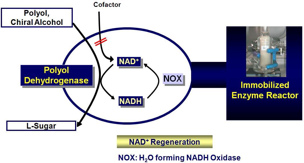 Schematic presentation of L-sugar production coupled with NAD+ regeneration system using H2O forming NADH-oxidase.