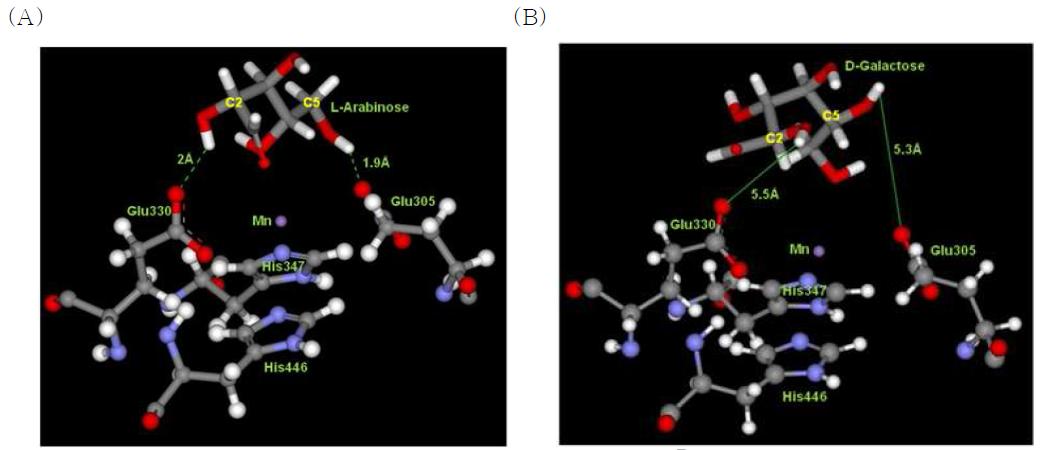 Molecular modeling of BLAI with L-arabinose or D-galactose in the active site pocket. (A) L-Arabinose docking into the active site of B. licheniformis L-AI. L-Arabinose was bound into the active site through H-bonds (green dotted lines) with E305 (1.9A) and E330 (2.0A). (B) D-Galactose docking into the active site of B. licheniformis L-AI. Distances of 5.5A and 5.3A have been observed between hydrogens in hydroxyl groups of C2 and C5 of D-galactose and oxygens in carboxyl groups of E330 and E305, respectively.