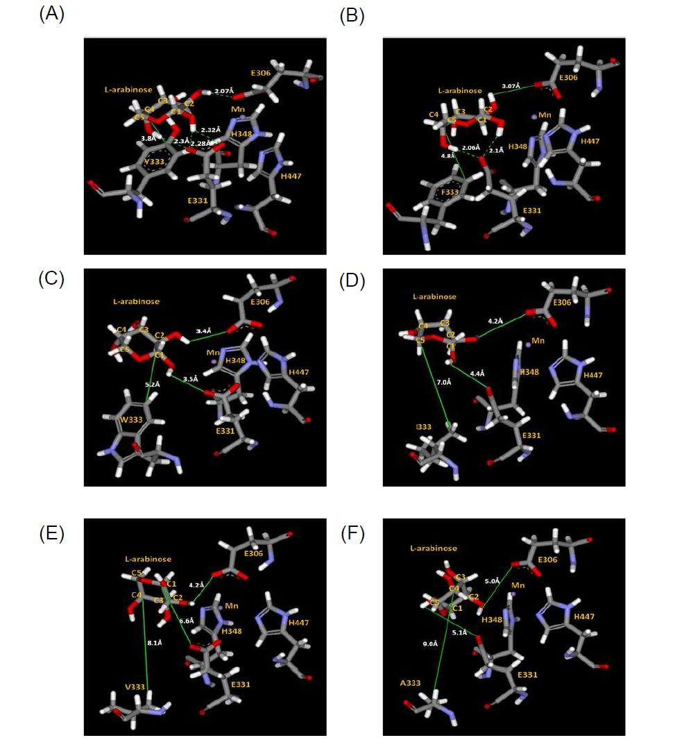 Homology model of the BLAI active site with bound L-arabinose substrate. L-arabinose was docked into the substrate binding pocket of wild-type BLAI (A), Y333F (B), Y333W (C), Y333I (D), Y333V (E), and Y333A mutant (F). The intermolecular distances are the result of modeling. Green dotted line represents the H-bond and green straight line shows the distance from substrate to neighboring amino acid residues.