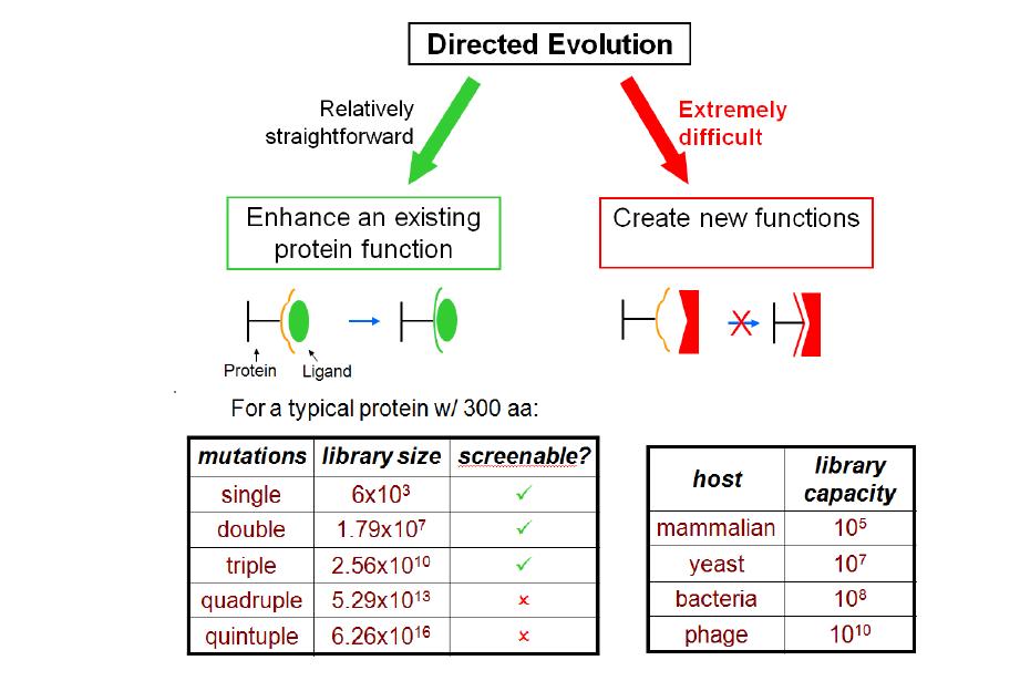 Limitation of directed evolution. 다중 돌연변이를 스크리닝 하기에는 라이브러리 규모에 한계가 있으며, 그로인해 기질특이성의 분자기반 연구 및 신규 기질특이성을 갖는 효소의 탐색이 매우 어려움.