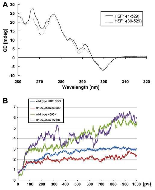 H1의 결여는 hHSF1 monomer의 3차구조를 변화시키지 못했다.