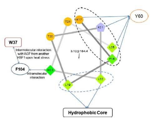 H1과 hHSF1 활성의 intramolecular 상호작용을 나타낸 모식도.