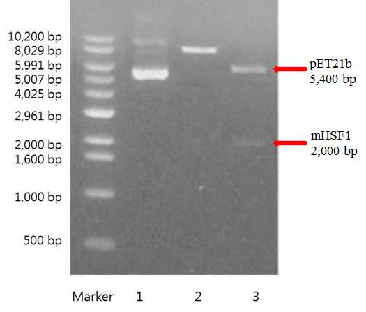 New recombinant plasmid was designed by Nde I and Hind III restriction enzymes.