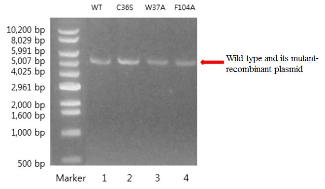 New recombinant plasmid and its mutants were analyzed by DNA gel electrophoresis.