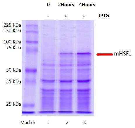 Recombinant mHSF1 was expresed in BL21 (DE3) E. coli strains.