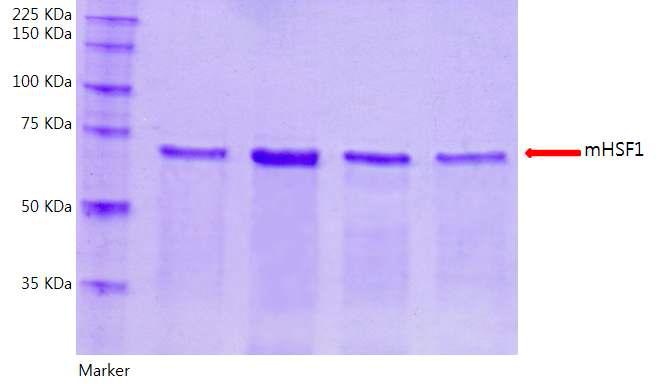 Reconbinant mHSF1 was purified by Ni+ resin column and analyzed by 10% SDS-PAGE