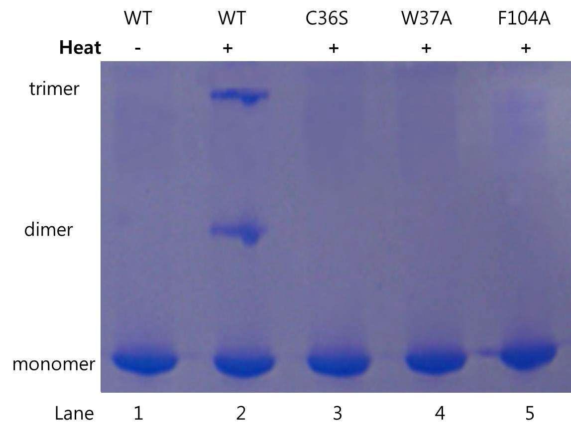 Trimerizatin and DNA-binding activity of wild type mHSF1 and its mutants