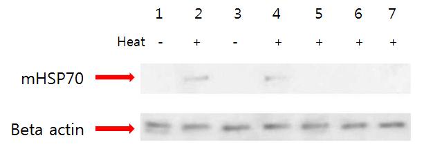 Cys36, Try37, and Phe104 residues are essential to activate mHSF1 and express mHSP70 gene.