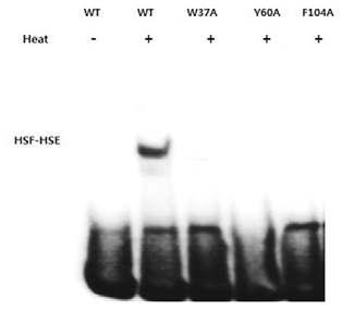 Aromatic-participant interactions are essential for heat-induced HSF1 trimerization and HSP70 expression in mouse embryonic fibroblasts (MEFs).