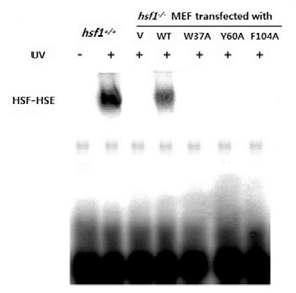 HSF1 activation also requires aromatic amino acid residues in UV- irradiated MEFs.