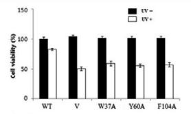 The cell viabilities of different cell lines were measured at 24 h after UV-irradiation using the MTT assay.