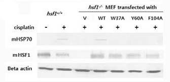 Western blots of HSF1 and HSP70 after exposing the MEFs to 2 mg/ml cisplatin. Beta-actin was used as the protein loading control.