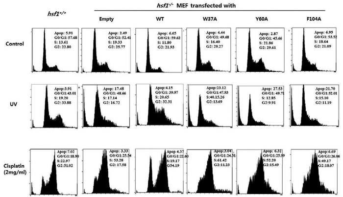 HSF1 is required for G2 cell cycle arrest.