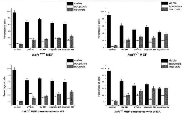 Cell apoptosis was determined with annexin V-FITC and PI staining and analyzed by flow cytometer. Results are the means of 3 independent experiments: error bars indicate SD.