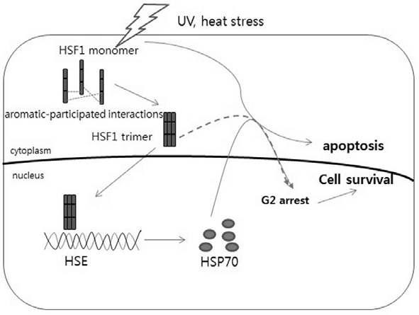 Schematic diagram of functional HSF1 protects cells against apoptosis.