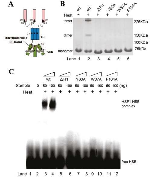 hHSF1과 다양한 mutant에 대한 heat-induced trimeration 과 DNA-binding 활성조사