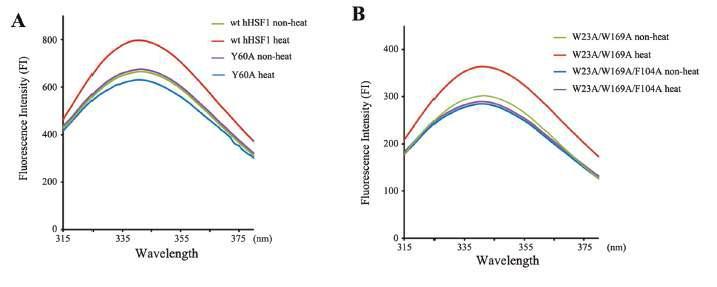 hHSF1과 mutant에 대한 Trp-Fluorescence spectra.