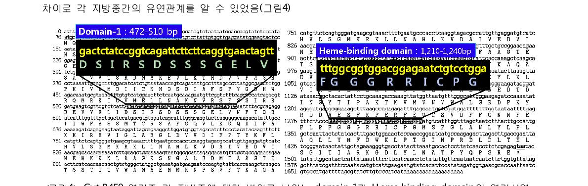 Cyt.P450 염기중 각 지방종에 대한 변이를 보이는 domain-1과 Heme-binding domain의 염기서열