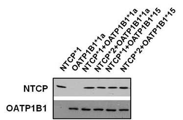 Simultaneous expression of NTCP and OATP1B1 was confirmed by western blot analysis