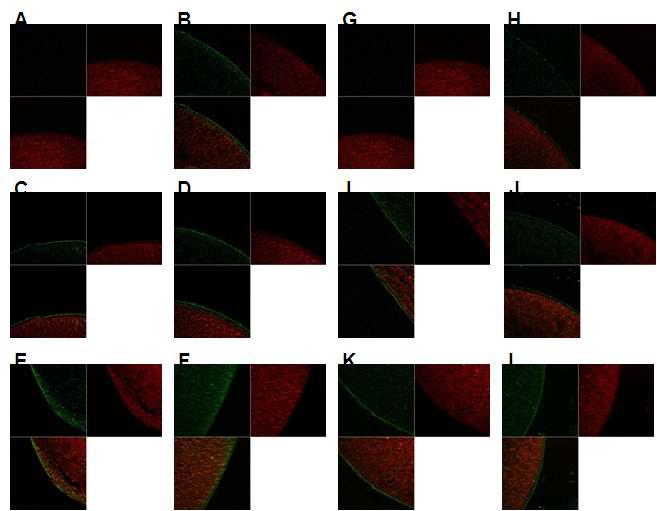 Simultaneous expression of NTCP and OATP1B1 was confirmed by membrane localization of NTCP and OATP1B1 transporters