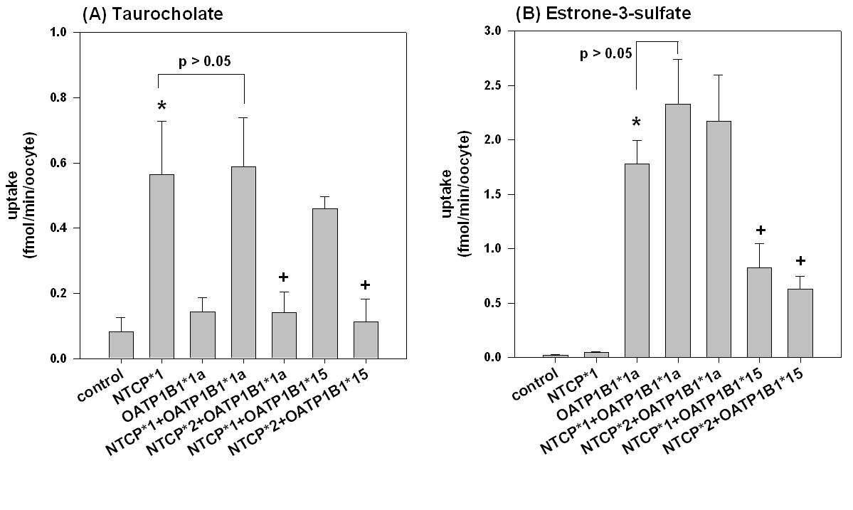 Uptake of (A) 300 nM taurocholate and (B) 30 nM estrone-3-sulfate by oocytes over-expressing NTCP*1 alone, OATP1B1*1a alone, NTCP*1 + OATP1B1*1a, NTCP*2 + OATP1B1*1a, NTCP*1 + OATP1B1*15, and NTCP*2 + OATP1B1*15.