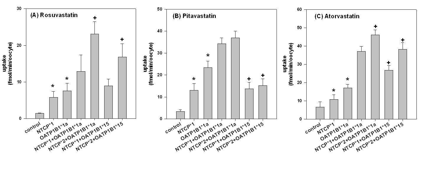 Uptake of (A) 1 μM rosuvastatin, (B) 1 μM pitavastatin, and (C) 1 μM atorvastatin by oocytes over-expressing NTCP*1 alone, OATP1B1*1a alone, NTCP*1 + OATP1B1*1a, NTCP*2 + OATP1B1*1a, NTCP*1 + OATP1B1*15, and NTCP*2 + OATP1B1*15. Data represent the mean ± SD from eight independent experiments.