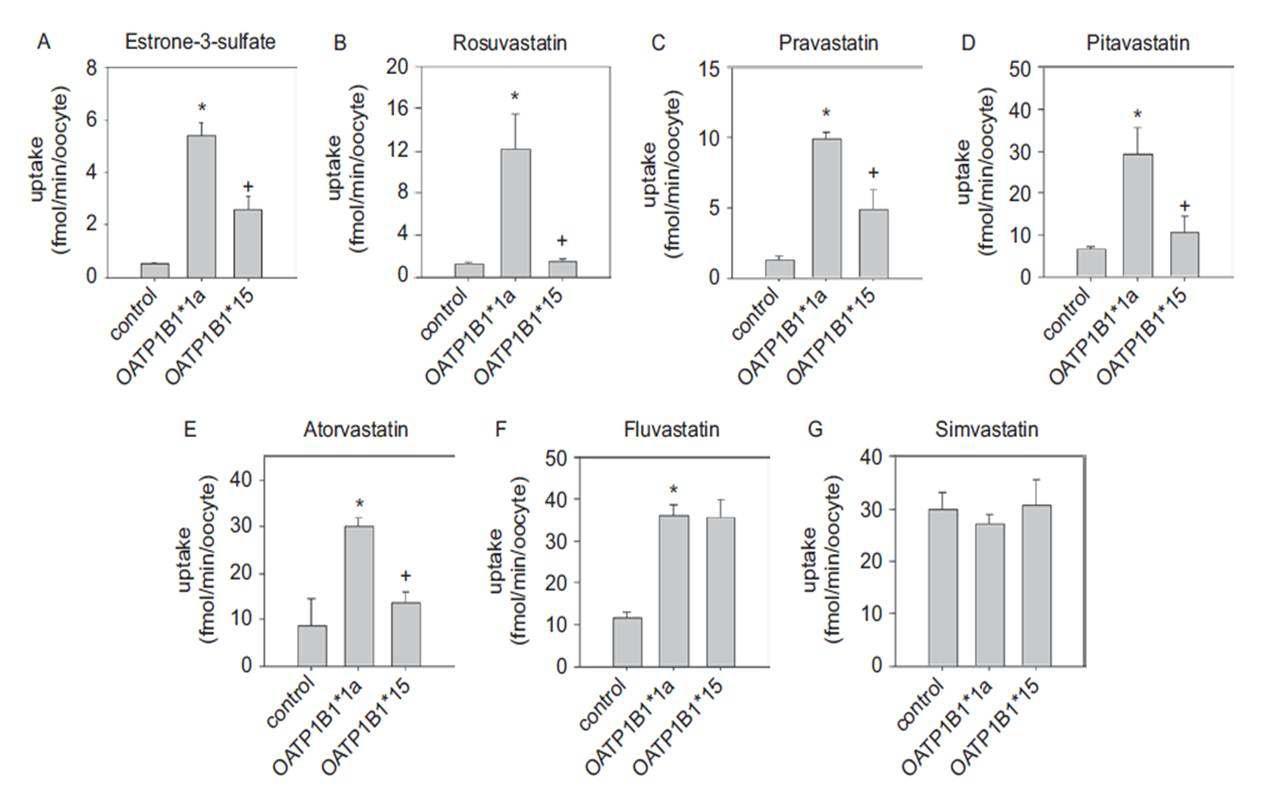 Uptake of (A) 30 nM estrone-3-sulfate, (B) 1 μM rosuvastatin, (C) 1 μM pravastatin, (D) 1 μM pitavastatin, (E) 1 μM atorvastatin, (F) 1 μM fluvastatin, and (G) 1 μM simvastatin by oocytes overexpressing OATP1B1 wild-type (OATP1B1*1a) and its variant (OATP1B1*15).