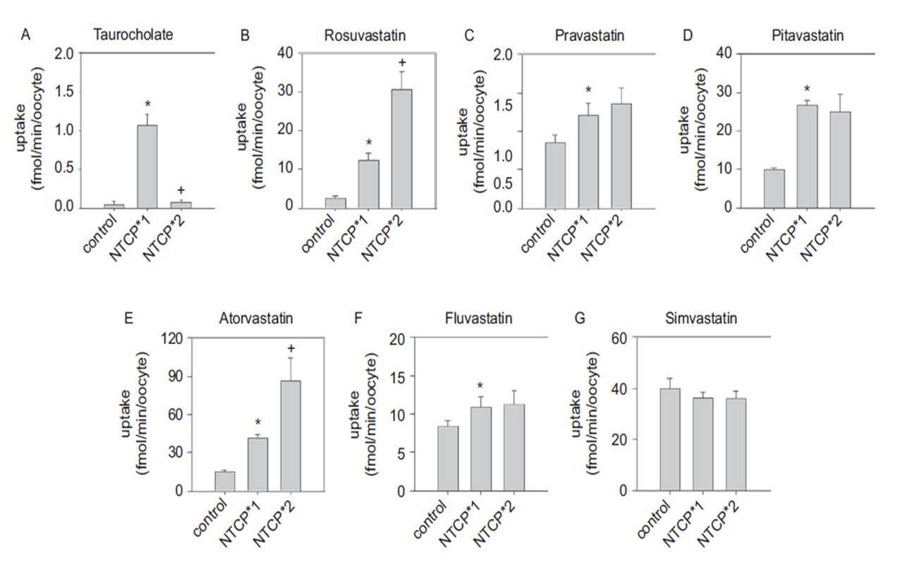 Uptake of (A) 30 nM estrone-3-sulfate, (B) 1 μM rosuvastatin, (C) 1 μM pravastatin, (D) 1 μM pitavastatin, (E) 1 μM atorvastatin, (F) 1 μM fluvastatin, and (G) 1 μM simvastatin by oocytes overexpressing NTCP wild-type (NTCP*1) and its variant (NTCP*2).