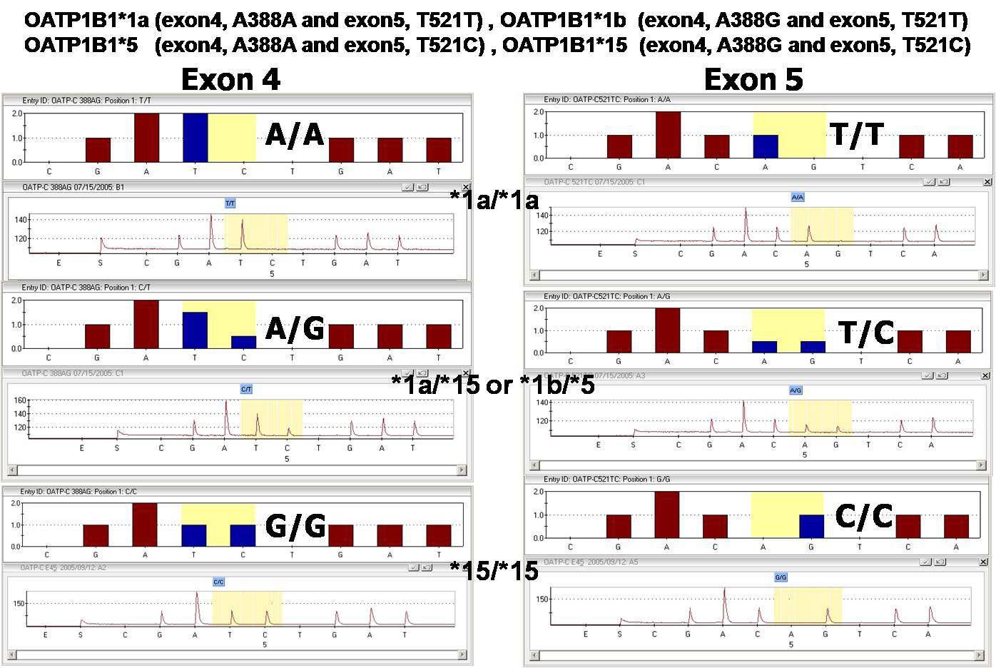 Determination of functional variants of OATP1B1, *1a, *1b, *5, and *15 by pyrosequencing. The expected and observed pyrograms for OATP1B1*1a, *1b, *5, and *15 variants are shown.