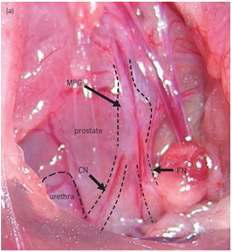 Anatomy of major pelvic ganglion (MPG), cavernous nerve (CN) and pelvic nerver (PN) in the rat.