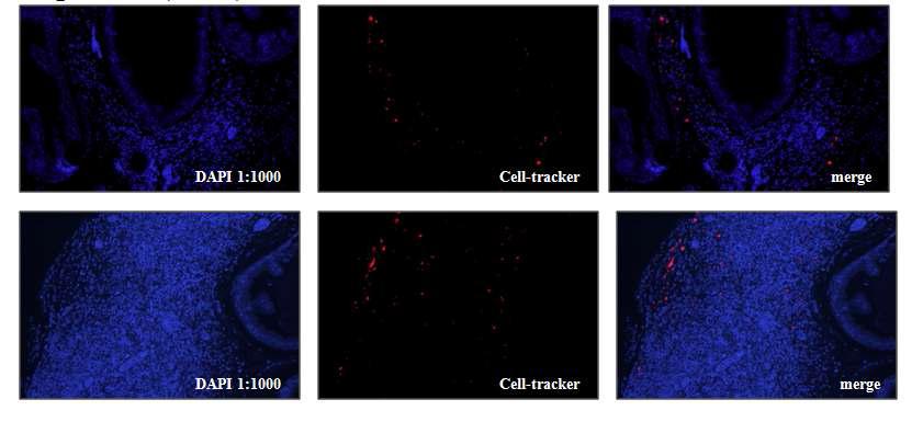 DAPI, cell-tracker and merge staining