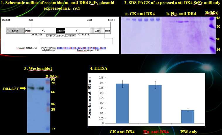 인간화 항체답백질 발현 및 기능검증(Westernblot 및 ELISA)