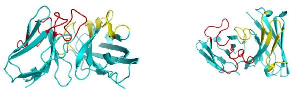 anti-BSA ScFv의 3차구조 Modeling (Side view and Top view)