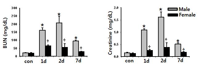 급성 허혈성 신장 손상 후 시간에 따른 BUN과 creatinine 의 변화
