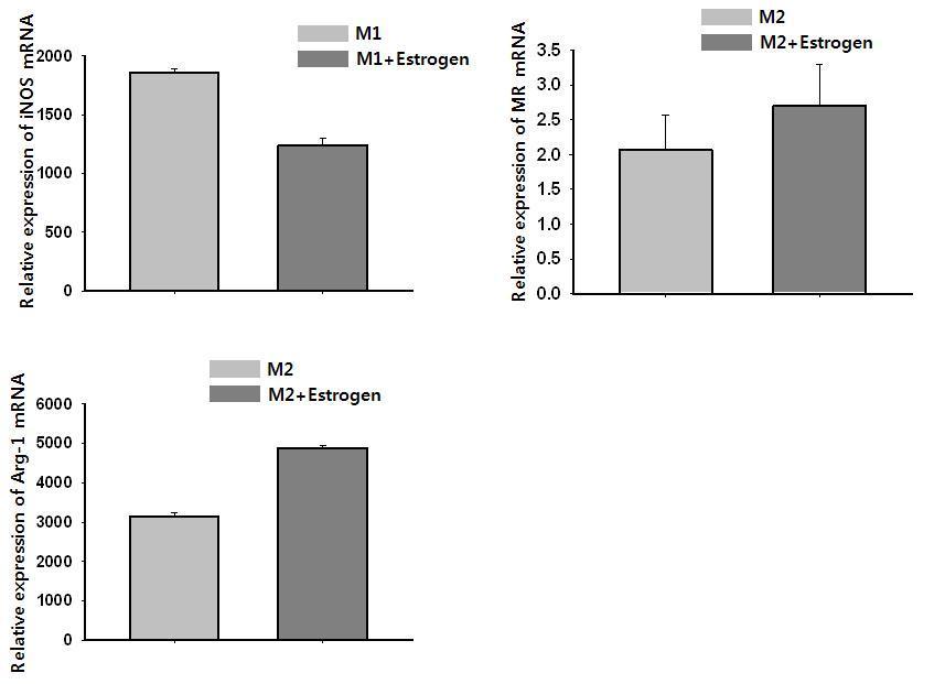 Effect of M1 and M2 polarization after estrogen treatment (1 nM)