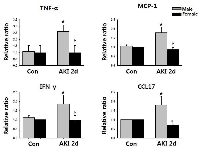 Effect of gender on cytokine and chemokine expression after ischemia-reperfusion injury.