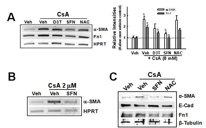 SFN에 의한 CsA 유도 EMT 억제