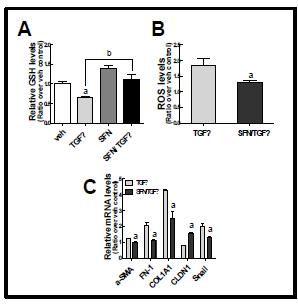 NRF2 활성화제 SFN에 의한 TGFβ1-EMT 억제