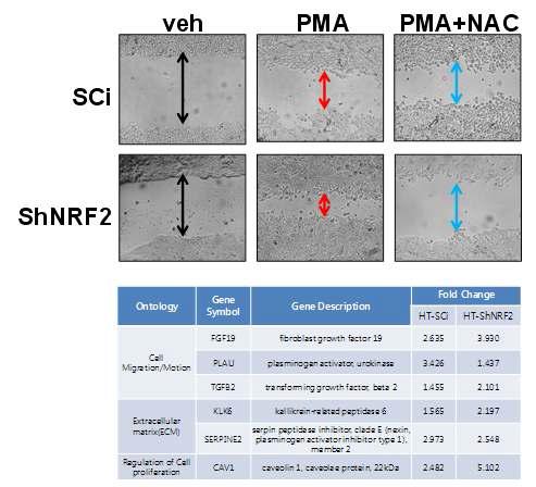 NRF2 영구 넉다운 HT29은 PMA 처리에 의해 세포 이동성이 증가하며 이는 ROS 증가에 의한 FGF19 등 이동성 관련 유전자 발현의 차이에서 기인함.