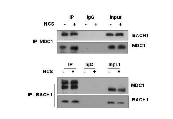 MDC1 결합단백질 BACH1