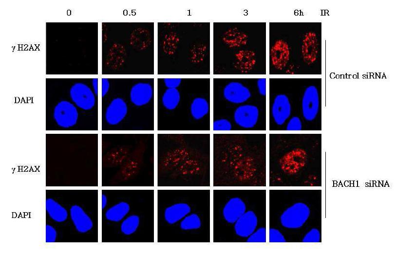 BACH1 결핍이 방사선에 의한 γ-H2AX 형성에 미치는 영향