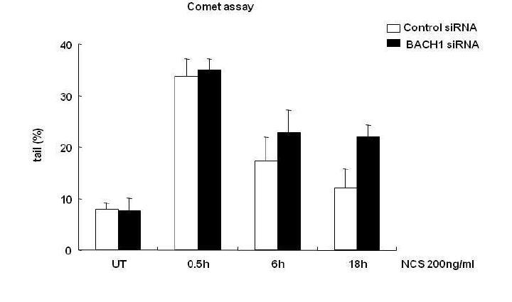 BACH1 결핍이 이중나선 절단 회복에 미치는 영향