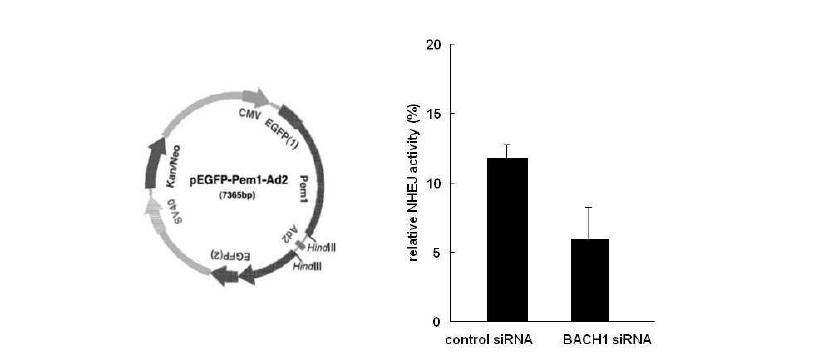 BACH1 결핍이 homologous recombination repair 에 미치는 영향