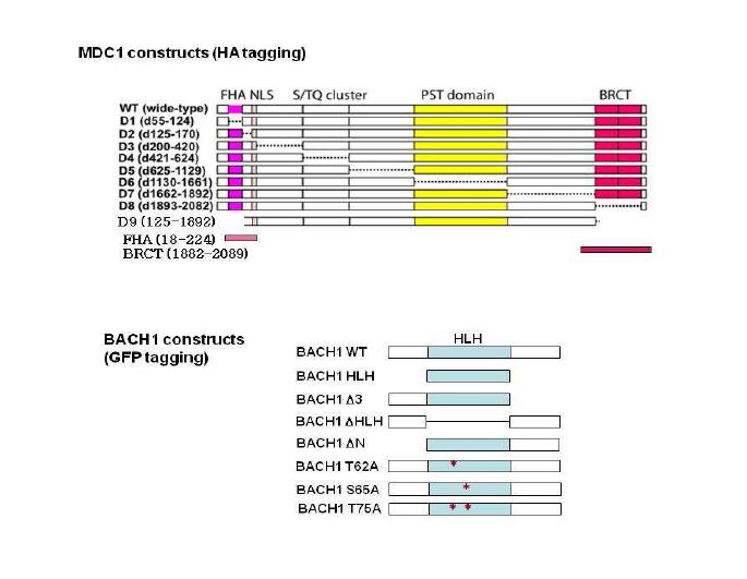 MDC1 및 BACH1의 deletion constructs